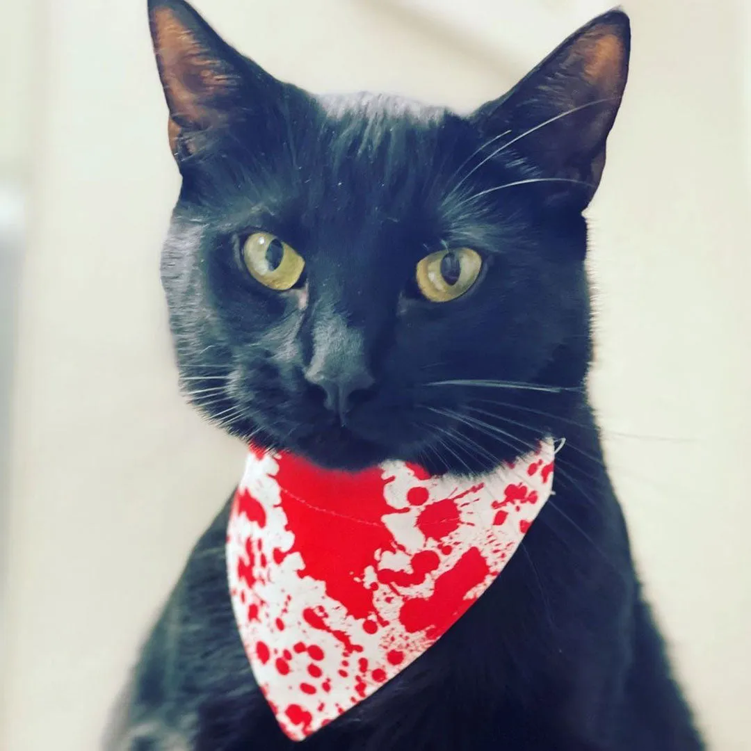 Halloween Pet Bandana - "Dracula" - Blood Spatter Bandana for Cat Collar or Small Dog Collar / Slide-on Bandana / Over-the-Collar (One Size)