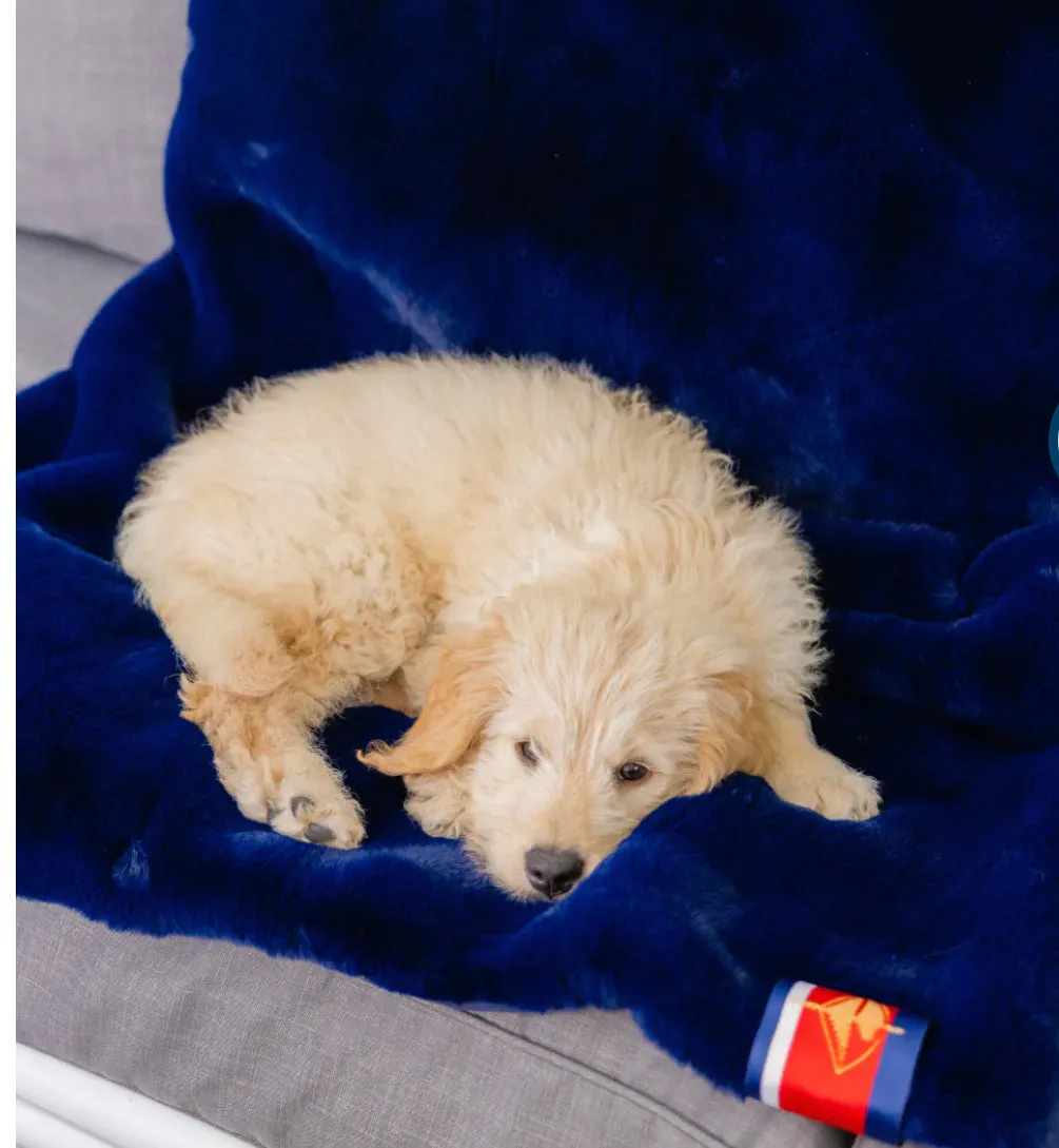 Pretty Rugged Faux Fur Blue Game Day Blanket